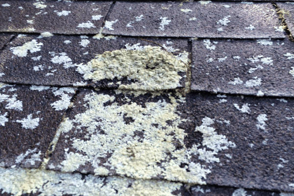 Lichen growing under roof shingle.